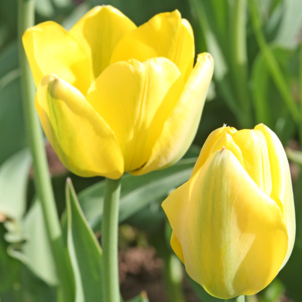 Tulip Bulbs - Golden Apeldoorn